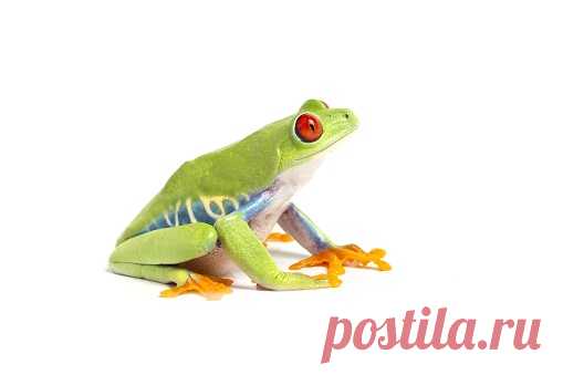 A Morph Of A Dying Poison Frog Dendrobates Tinctorius Stock Photo | Getty Images