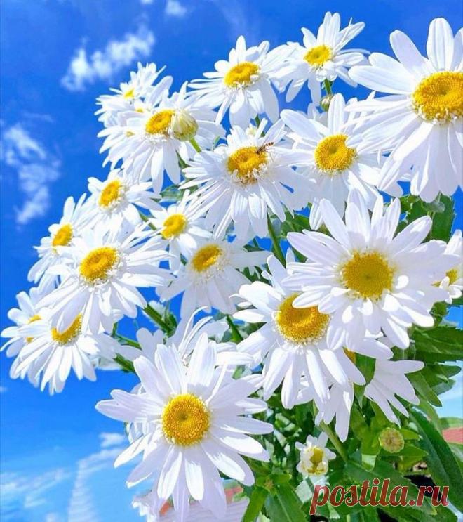 Пин на доске яРОМАШЕЧКИ