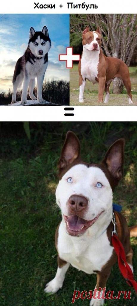 Результат любви собак разных пород