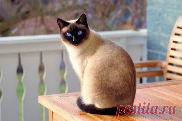 Польза кошачьего мурлыканья для здоровья человека Кошачье мурлыкание полезно для здоровья человека, особенно для психики и нервной системы.Ученые доказали, что кошки мурлычут на частоте от 20 до 44 Гц. Данный диапазон хорошо воспринимается человеком и способен успокаивать нервную системы. Врачи давно практикуют фелинотерапию, позволяющую...