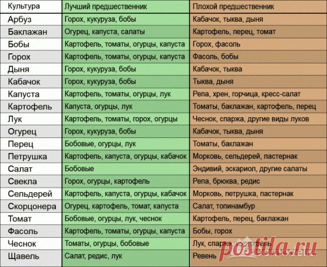 Что с чем сажать на огороде таблица
