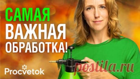 Одна обработка от всех болезней разом! Чем обработать сад перед зимой | Procvetok | Дзен