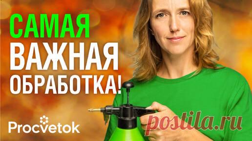 Одна обработка от всех болезней разом! Чем обработать сад перед зимой | Procvetok | Дзен