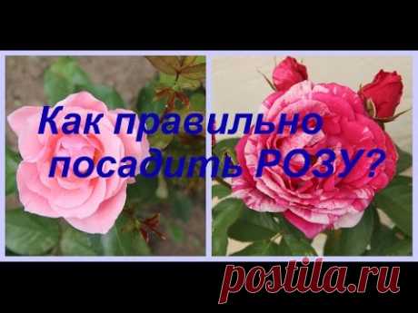 Как правильно посадить РОЗУ?