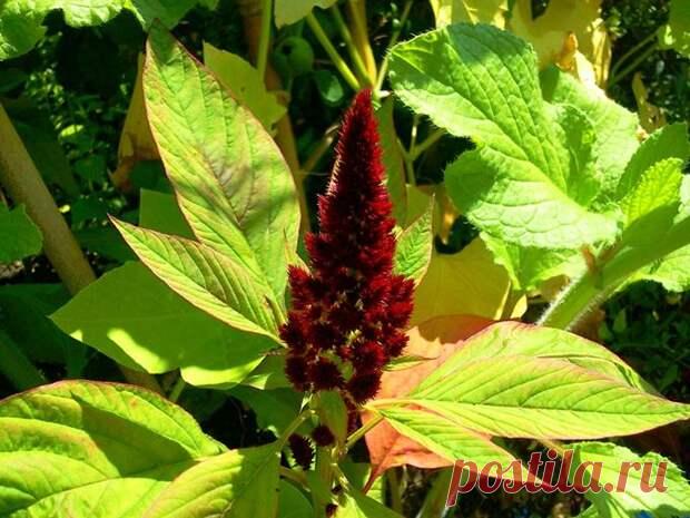 Польза и вред амаранта: лекарство от всех болезней или просто вкусный сорняк - Советы Народной Мудрости - медиаплатформа МирТесен Амарант петушиные гребешки, щирица, лисий хвост, бархатник Однолетник амарант неприхотлив и распространен повсеместно. Некоторые его виды относятся к сорнякам, а в Азии его разводят наравне с другими зерновыми. Но чаще всего амарант используют в качестве декора для сада и палисадника. Полезные...