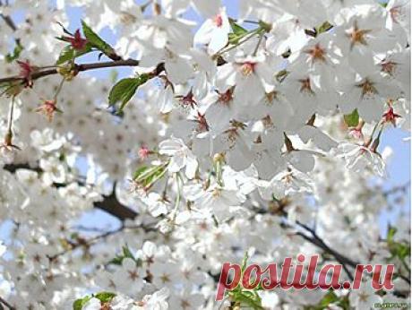 Сорта яблонь | Дачный участок