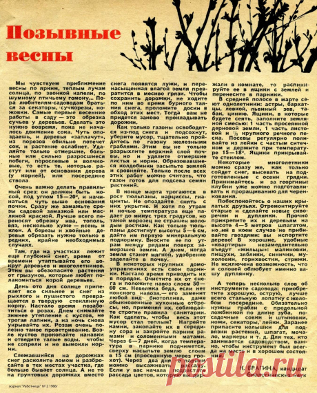 Позывные весны