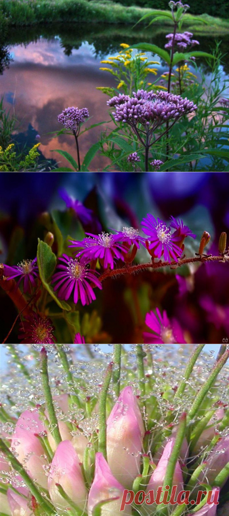 Цветочная нега | Самоцветик