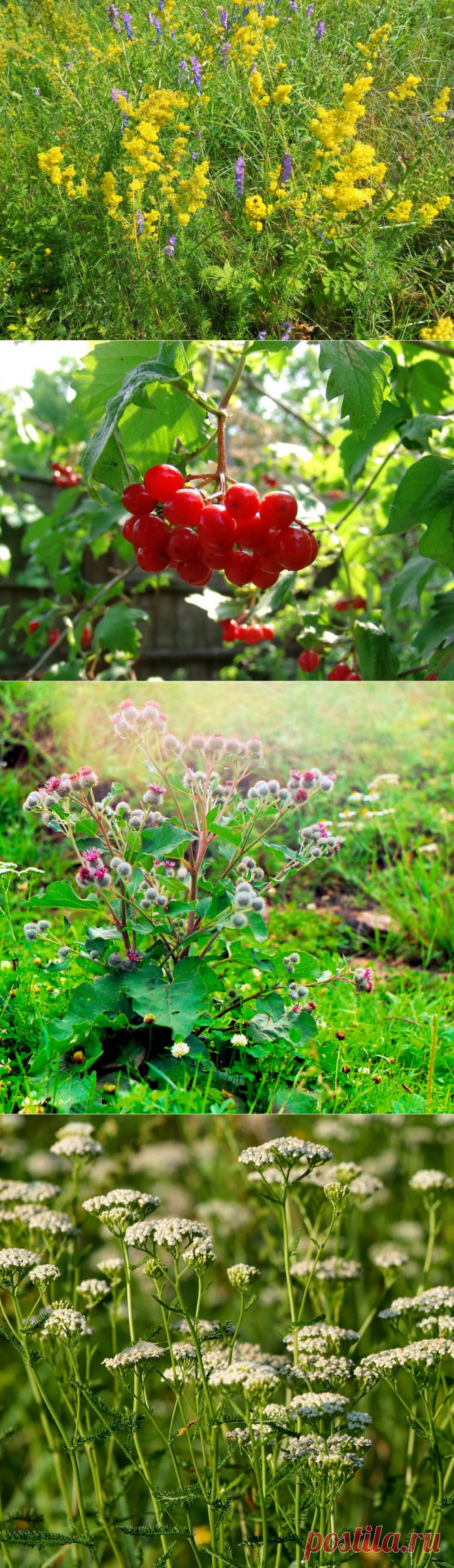 ВедаМост: Лечение травами. Е.Ф.Зайцева - известная травница. Знает более 1100 видов трав, их применение для лечения различных недугов. Травами начала заниматься с 7 лет. В своей практике при помощи трав излечивает людей от раковых заболеваний и многих других.