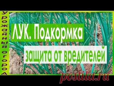 СУПЕР СРЕДСТВО ДЛЯ ПОДКОРМКИ И ЗАЩИТЫ ЛУКА ОТ ЛУКОВОЙ МУХИ!!!