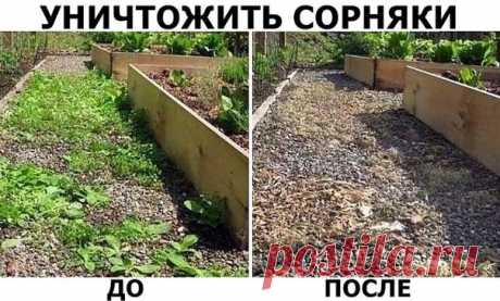 Вот так нужно избавляться от сарников