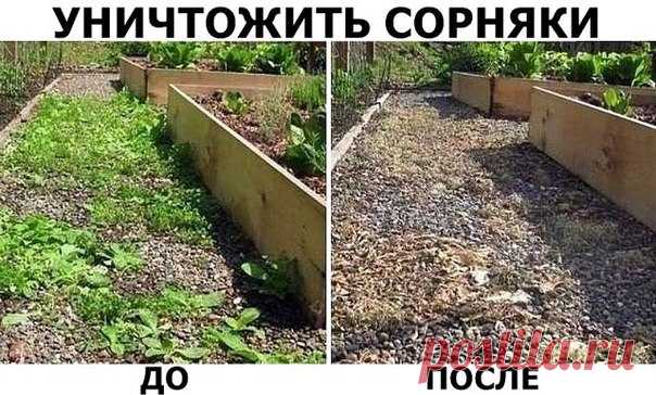Вот так нужно избавляться от сарников