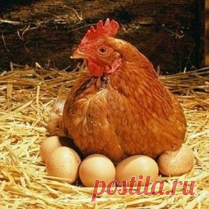 САМОСТОЯТЕЛЬНОЕ СНЯТИЕ ЛЮБОЙ ПОРЧИ КУРИННЫМ ЯЙЦОМ !!!