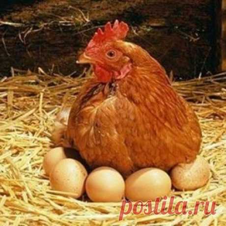 САМОСТОЯТЕЛЬНОЕ СНЯТИЕ ЛЮБОЙ ПОРЧИ КУРИННЫМ ЯЙЦОМ !!!