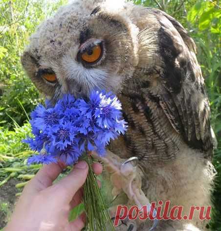 Все девушки любят цветы