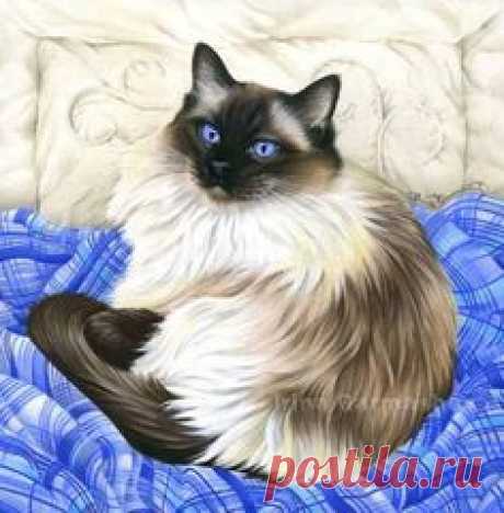 Irina Garmashova-Cawton - Artiste Peintre Animalier - Spécialiste des Peintures et Portraits Félins - Couleurs - Chat Siamois Angora sur un lit