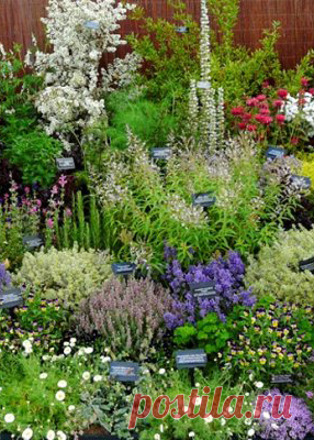 Садик пряных трав – ароматная грядка на участке