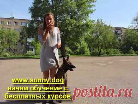 Команда "рядом".   Дрессировка собаки