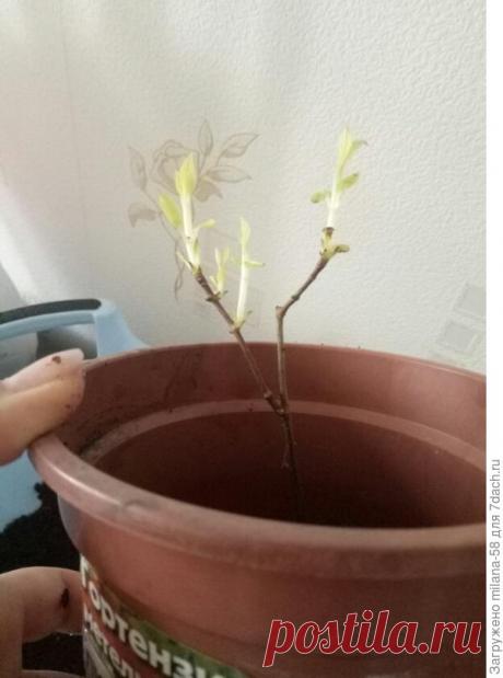 О пересадке полученных саженцев