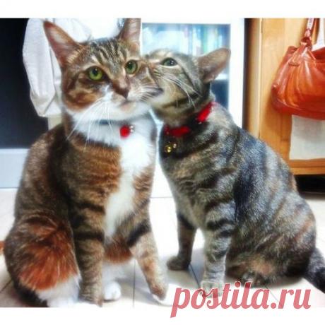 Отношения - это когда вопрос &quot;Можно я тебя укушу?&quot; абсолютно нормальный 😜