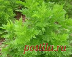 ПОЛЫНЬ ОДНОЛЕТНЯЯ / Энциклопедия растений