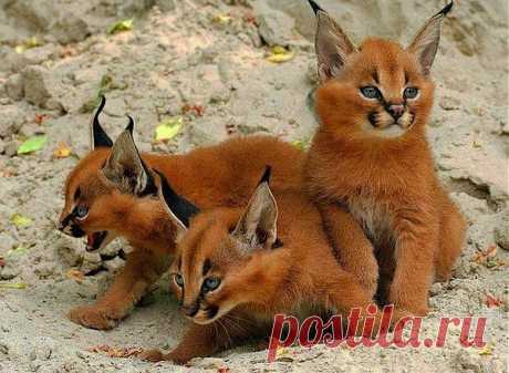 Мой Мир@Mail.Ru