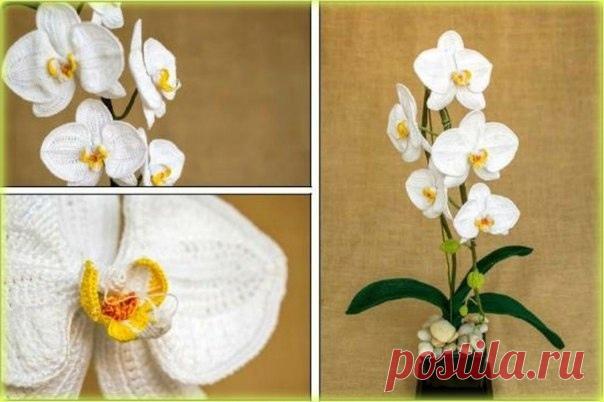 Орхидея

#орхидея_крючком@knit_toyss, #крючком_цветы@knit_toyss

Автор: Happy PattyCrochet.
Перевод: Катерина-Мишка.

Источник: https://www.etsy.com/uk/listing/690525769/crochet-min..