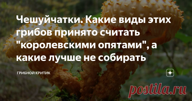 Чешуйчатки. Какие виды этих грибов принято считать 
