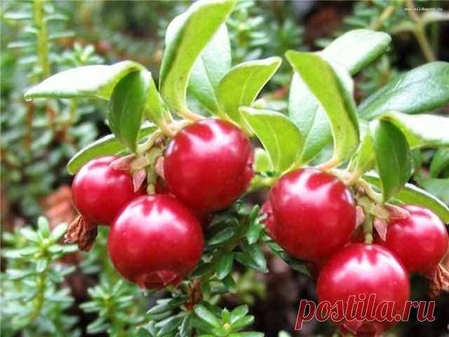 Клюква и повышенное артериальное давление