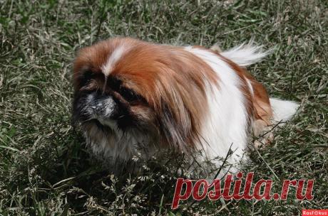 Фото: Кнопка. Николай Попов. Фото животных - Фото и фотограф на Расфокусе.