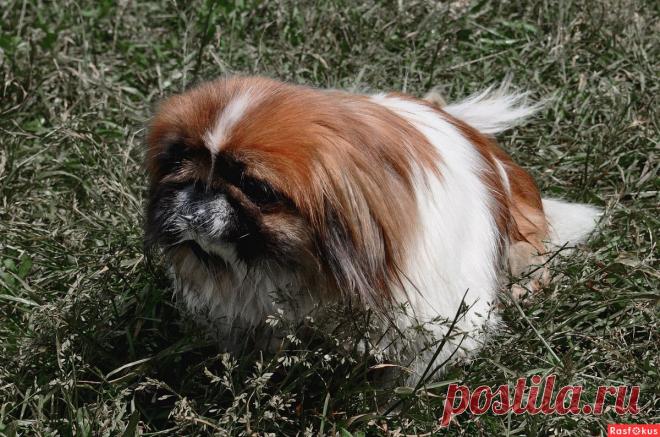 Фото: Кнопка. Николай Попов. Фото животных - Фото и фотограф на Расфокусе.