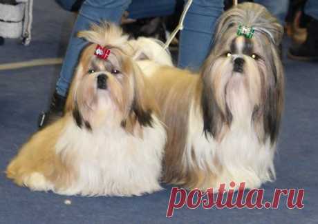 (42) Фото Хроники - Светлана Пимонова