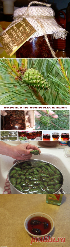 варенье из сосновых шишек
