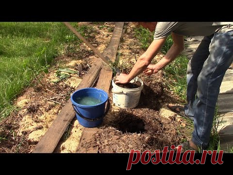 Болезнь ГОЛУБИКИ + Раскрываю место где брать самую ЭКОЛОГИЧЕСКИ ЧИСТУЮ ЕДУ