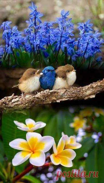 flying of birds