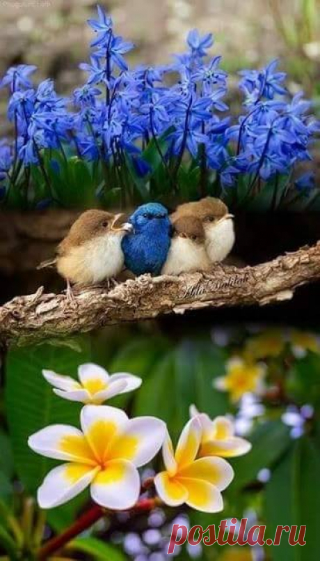 flying of birds