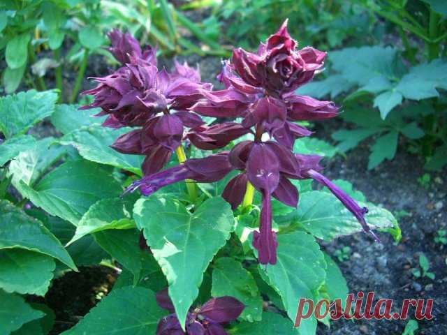 Шалфей на садовом участке: виды и сорта с фото