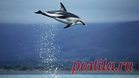 Красивые и креативные картинки, большие фотографии природы, животных и девушек. » Поржать.ру