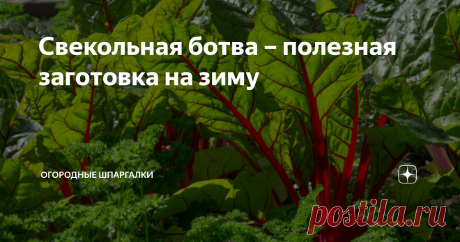 Свекольная ботва – полезная заготовка на зиму Свекла — это полезный и вкусный овощ: в пищу можно употреблять не только корнеплоды, но и надземные части. Правильно приготовленная свекольная ботва станет незаменимой заготовкой на зиму.