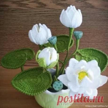Цветы крючком. Белая кувшинка