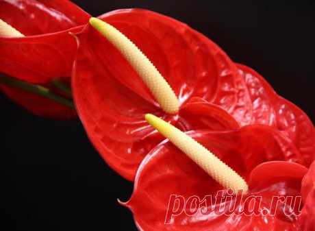 Антуриум - уход в домашних условиях