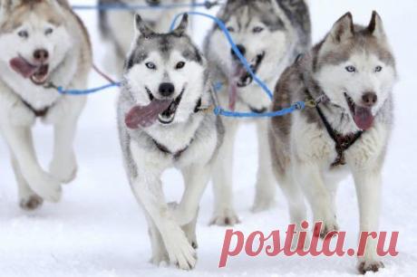 Невероятные фотографии животного мира / Питомцы