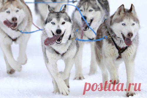 Невероятные фотографии животного мира / Питомцы