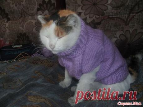 Кофточка и жилетка для кошки - Вязание - Страна Мам