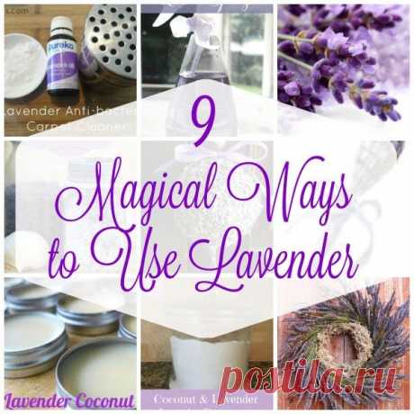 9 Magical Ways to Use Lavender - craftbits.com