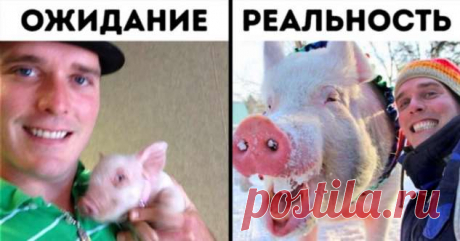 Два канадца купили мини-пига с подвохом, который принес с собой крутые перемены . Милая Я