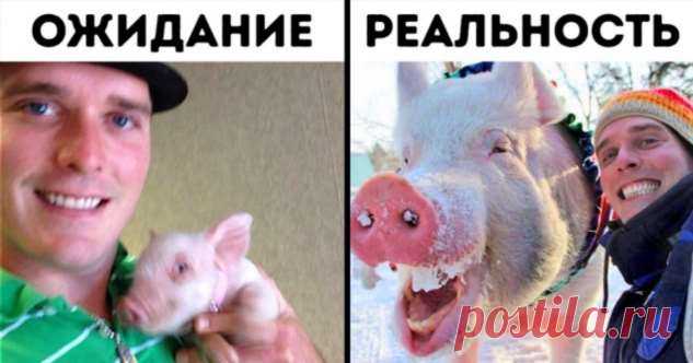 Два канадца купили мини-пига с подвохом, который принес с собой крутые перемены . Милая Я