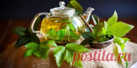 ☕ Зачем пить чай из листьев смородины