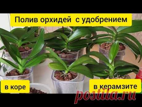 ПОЛИВ орхидей с УДОБРЕНИЕМ || Полив орхидеи в КЕРАМЗИТЕ