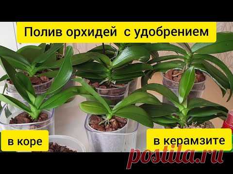 ПОЛИВ орхидей с УДОБРЕНИЕМ || Полив орхидеи в КЕРАМЗИТЕ